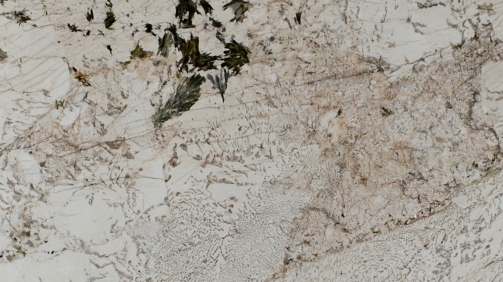 Alpinus_PC98110201_PR